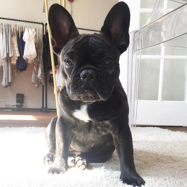 andouillethefrenchie